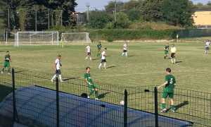 roce asticollinealfieri