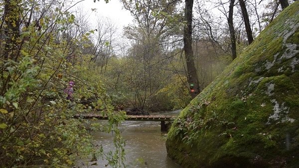 mezzomerico forest race 24