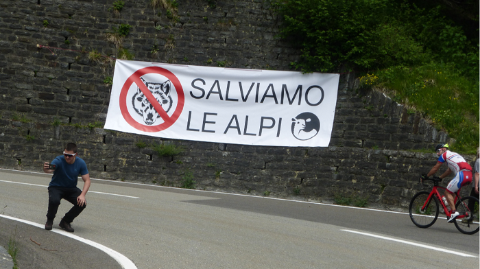 Tour de Suisse, va in scena la protesta: basta proteggere il lupo - FOTO